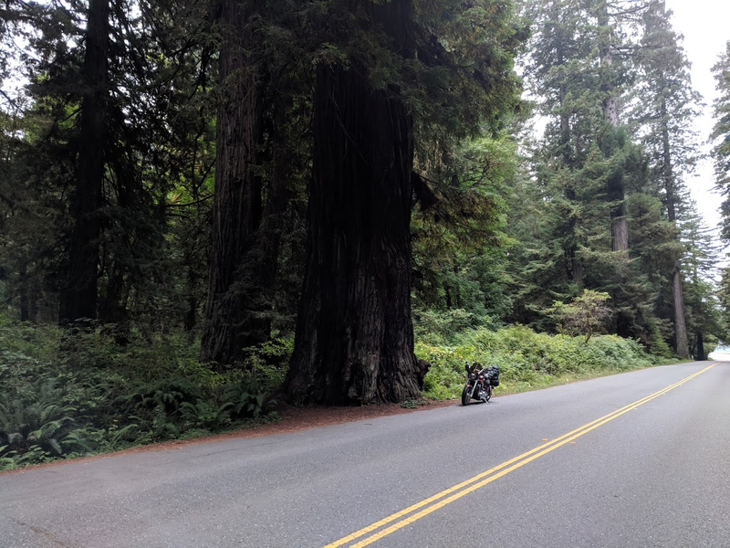 Illustration for article titled Motorcycle Road Trip, Day 10: Giant Trees and the road back home